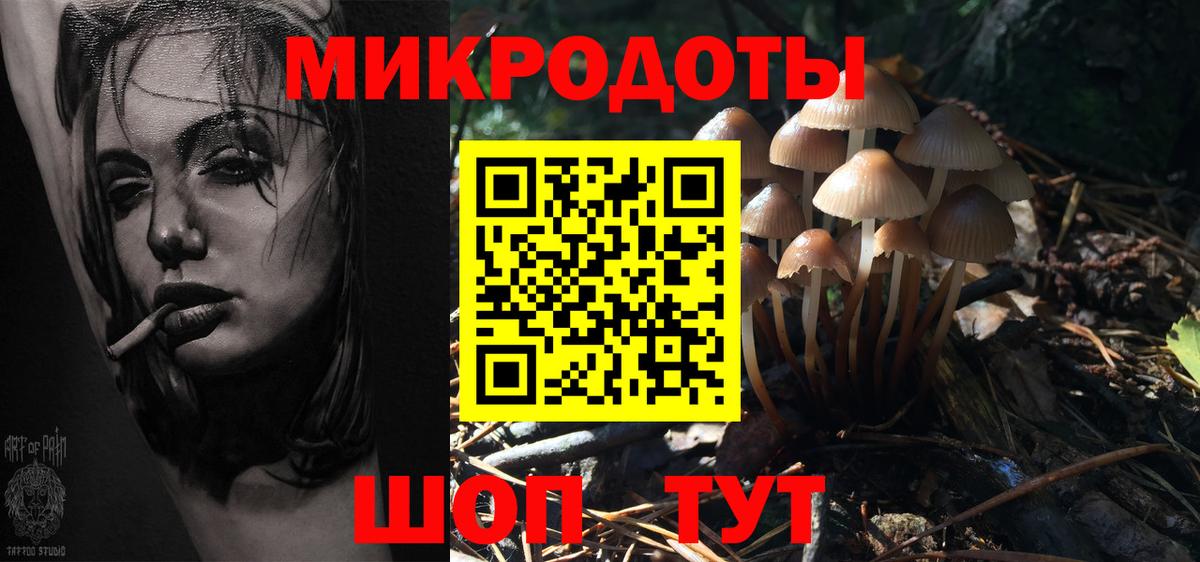 Галлюциногенные грибы Psilocybe Моздок